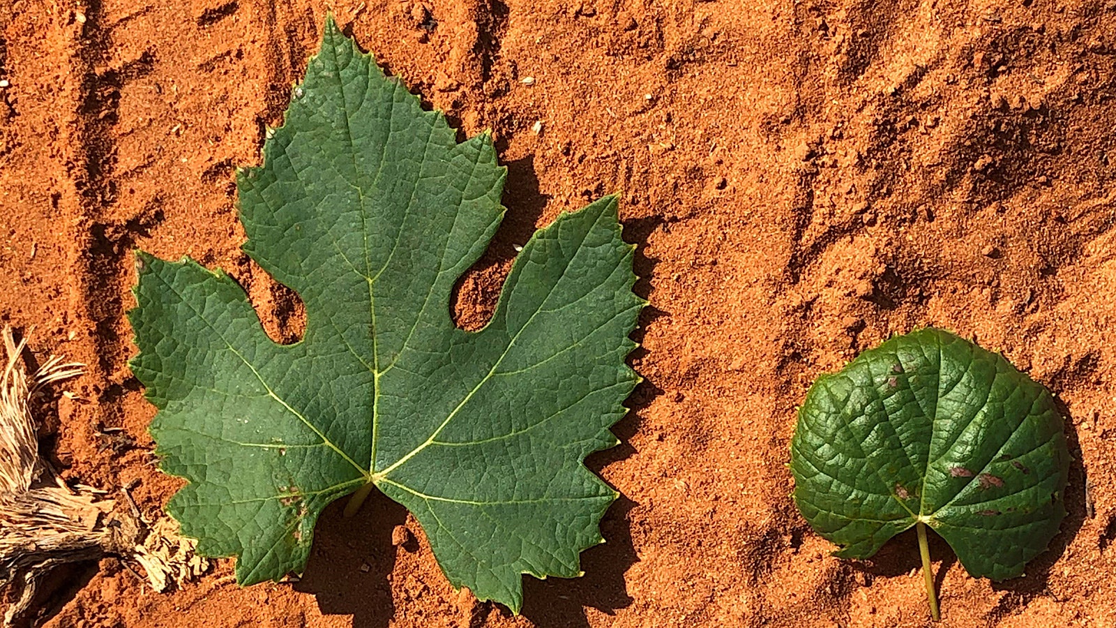 leaf comparison] 